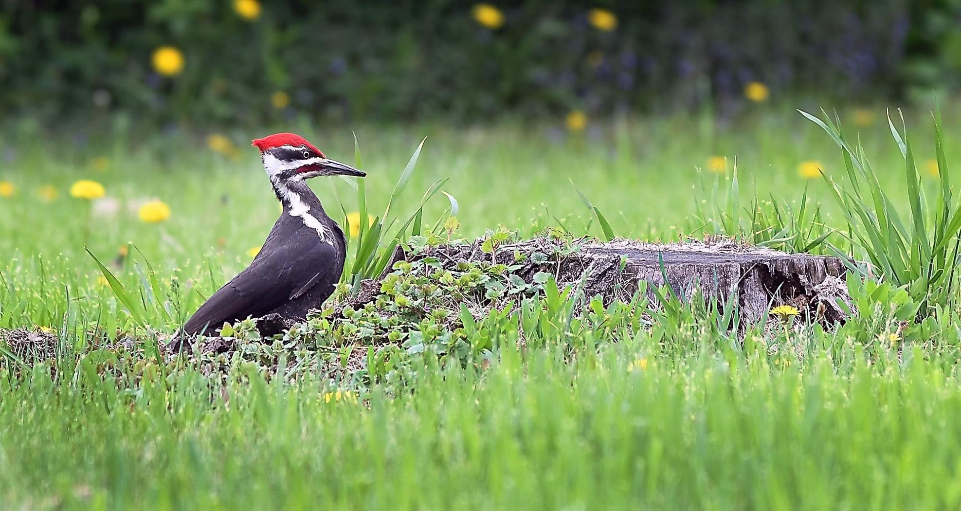 Feathered friends